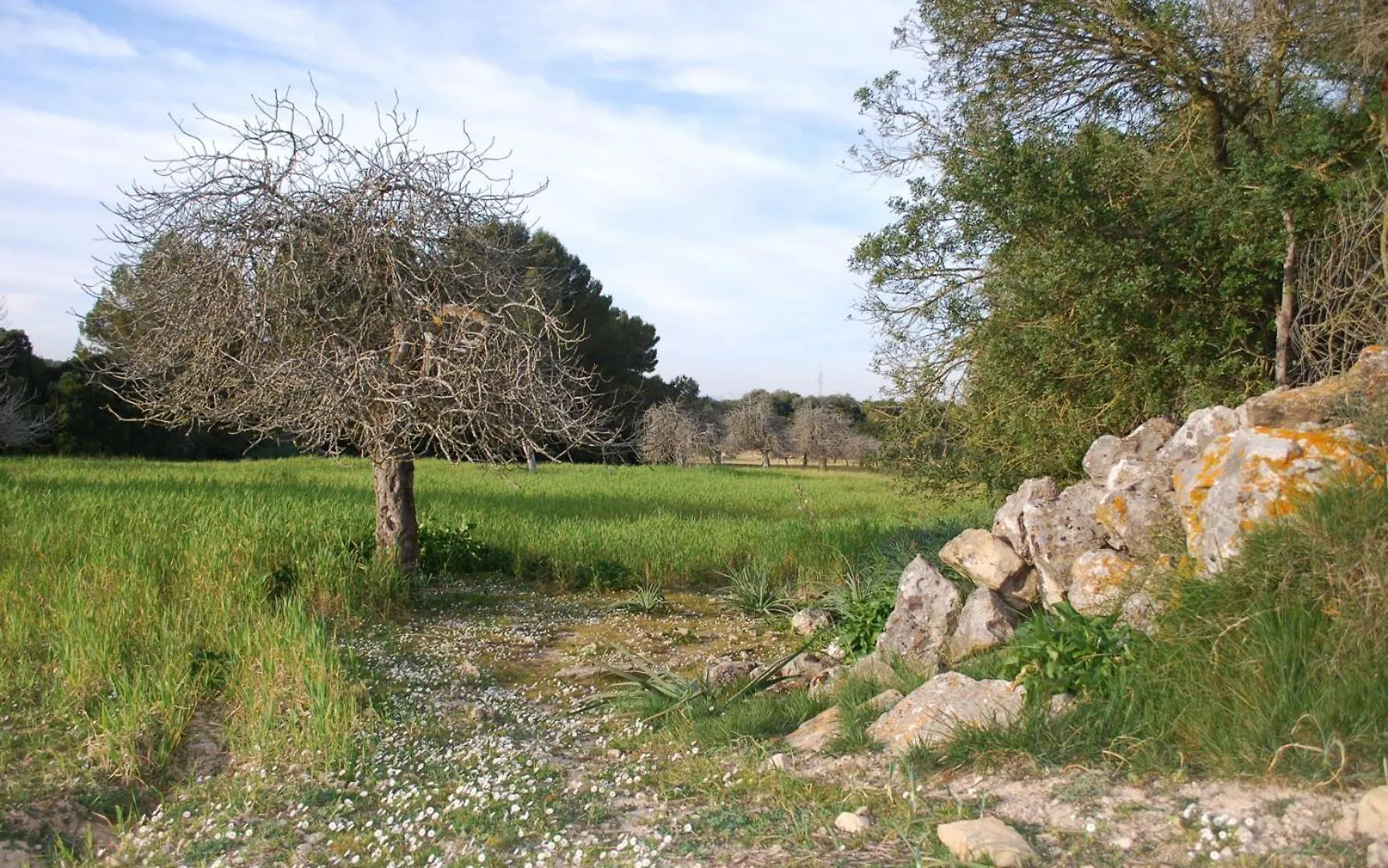 Agroturismo Son Sant Andreu Villa Petra  Petra (Mallorca)